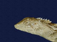 Swinhoe’s tree lizard Collection Image, Figure 7, Total 7 Figures
